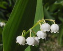 Convallaria Majalis